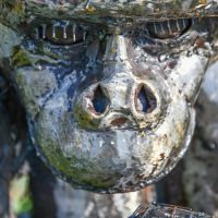 Close-up of the Gorillas Face