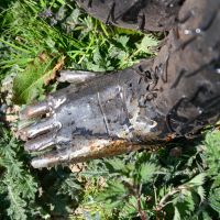 Close-up of the Hands of the Gorilla