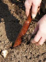 Hand Waxed RoseWood Garden & Dibber with Leather Strap
