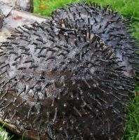 “Horace” " Hidey Hippo" Garden Sculpture and Decoration