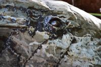 "Havana Waves" Dolphin Garden Sculpture and Water Feature