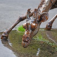 Close up of giraffe drinking