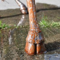 Close up of metal hoof