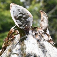 Garden Horse Sculpture