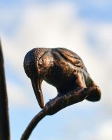 Close up of Kingfisher 