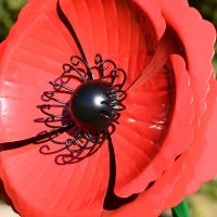Close-up of the Red Poppy Head