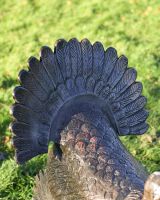 Close up of Bronze "Lurkey" Turkey Aluminium Sculpture Tail