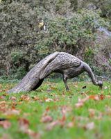 Side View of the Majestic Peacock Sculpture in Situ