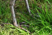 “Pavo Cristatus” Indian Peafowl Sculptures “Pavo Cristatus” Indian Peafowl Sculptures