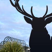 Close up of face on Black Large Metal Stag Silhouette