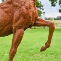 Close up of Cast Iron Stag Leg Close up of Cast Iron Stag Leg
