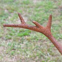 Close up of rustic cast iron antler 