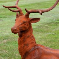 Close up detailed image of Highland Elkin Stag Face Close up detailed image of Highland Elkin Stag Face