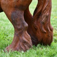 Close up of horse legs and tail detailing 