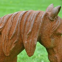 Side view of rustic miniature pony mane 