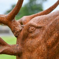 Close up cast iron stag sculpture eye and antler