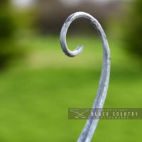 Curled End on Top of the Fern