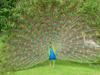 Octagonal Peacock Sundial - 230mm