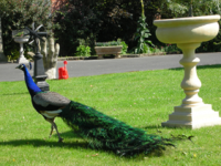 Octagonal Peacock Sundial - 230mm