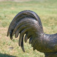 Close-up of Tail Feathers