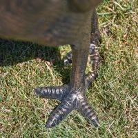 Close-Up of feet on Rooster Sculpture