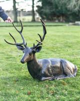 Recycled Cast Aluminium Brushed Bronze "Tranquil Glen" Lying Stag Sculpture to Scale