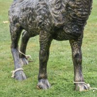 Close-Up of Golden Ram"s Hooves Close-Up of Golden Ram"s Hooves