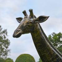 Close-up of Giraffe"s Head in Brushed Gold Finish