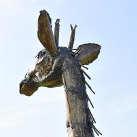 View of the Back of the Giraffes Head