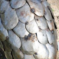 Close-up of the Detail on the Back of the Pangolin