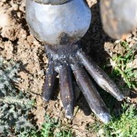 close-up of the Feet of the Pangolin