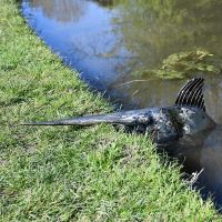 Recycled Metal Sword Fish Sculpture on a River Bank Recycled Metal Sword Fish Sculpture on a River Bank