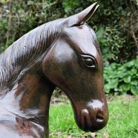 Close-up of the Head of the Foal Close-up of the Head of the Foal