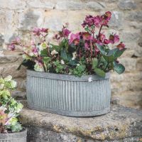 Ribbed Steel Traditional Oval Planter in Situ