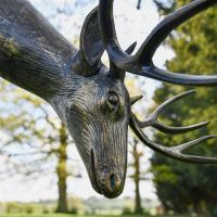Side Profile of Roe Buck Head 