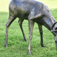 Close up of the Buck"s Body 