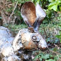 close-up of the Face of the Rabbit
