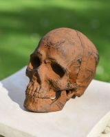High angle three quarter view of dark rustic skull
