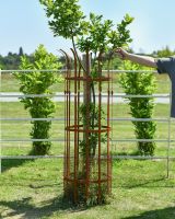 Scale image of rustic finish iron tree guard
