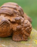 Close-Up of Hatchling Close-Up of Hatchling