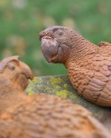 Close-Up of Rustic Cast Iron "Parrot Pair" Outdoor Garden Sculpture Close-Up of Rustic Cast Iron "Parrot Pair" Outdoor Garden Sculpture