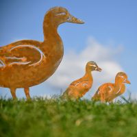 Close-up of the Duck with it"s Ducklings 