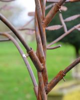 170cm Rustic Metal Tree Sculpture Garden Ornament with Leaves Close up of Tree Trunk 170cm Rustic Metal Tree Sculpture Garden Ornament with Leaves Close up of Tree Trunk