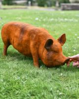 Scale image of Rustic Pig Cast Iron Sculpture