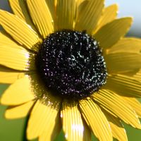 Sunflower Garden Flower Spike Sunflower Garden Flower Spike