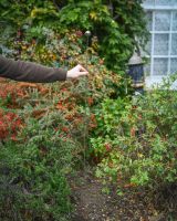 "Nebulous" Suncatcher Garden Stake large