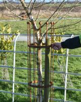 Scale Of The Wrought Iron Traditional "Fernhill" Rustic Tree Guard Scale Of The Wrought Iron Traditional "Fernhill" Rustic Tree Guard