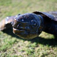 Close-up of The Detail On The Turtle"s Head