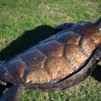 Detail On The Turtles Shell