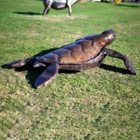 Back View Of The Turtle Sculpture